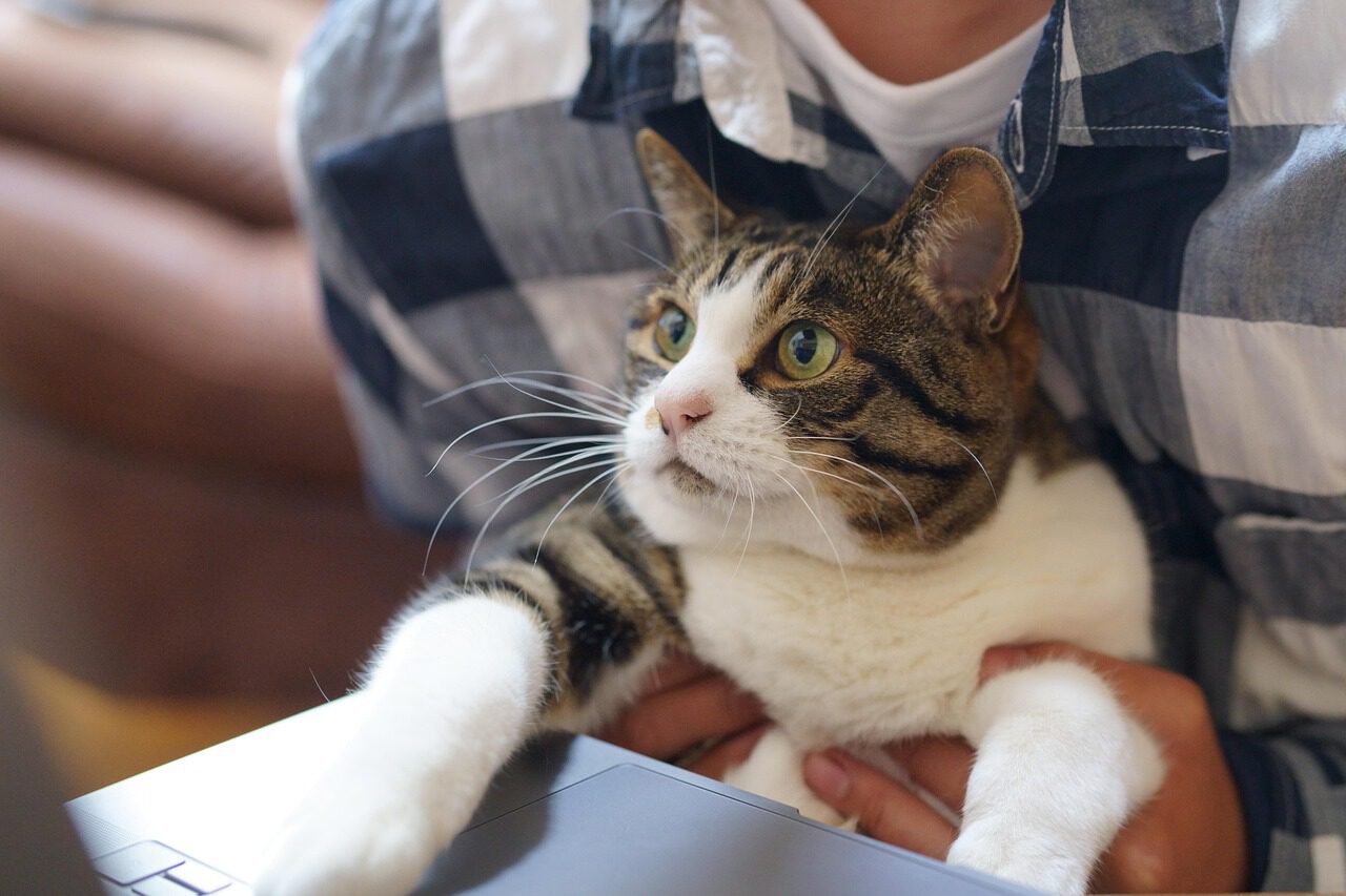 cat, animal, work, technology, pet, cute, pc, keyboard, remote work