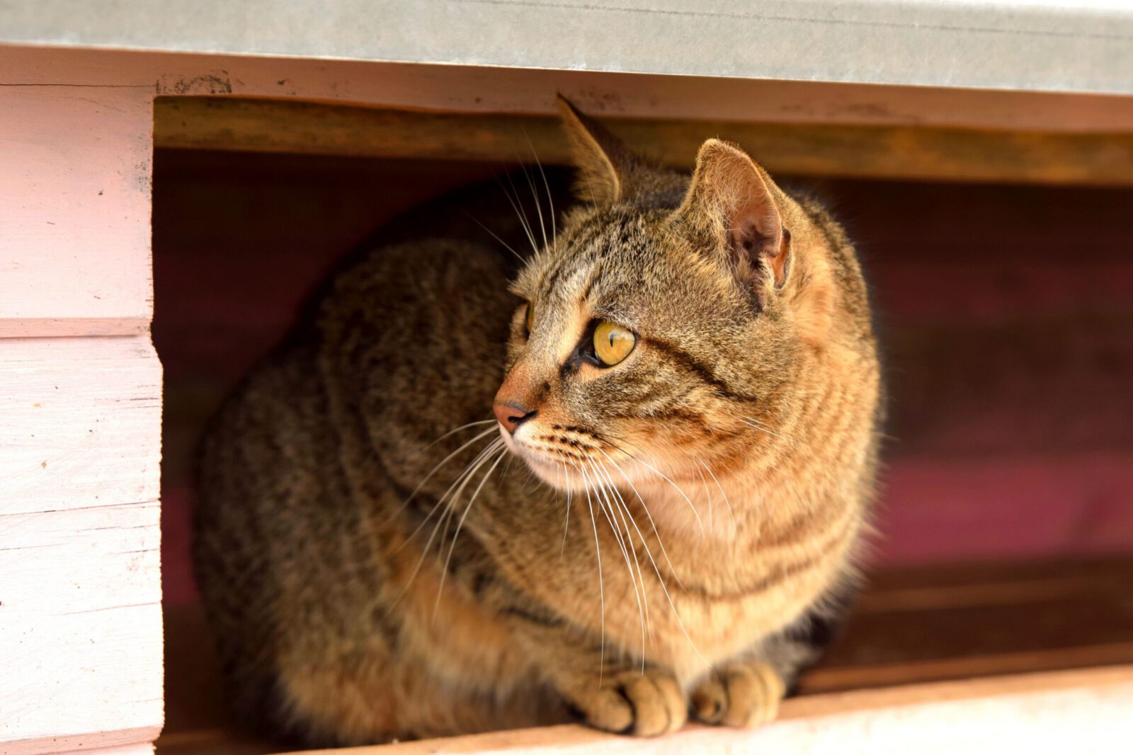 Close-up of a tabby cat resting inside a cozy shelter, exuding a calm and relaxed demeanor.