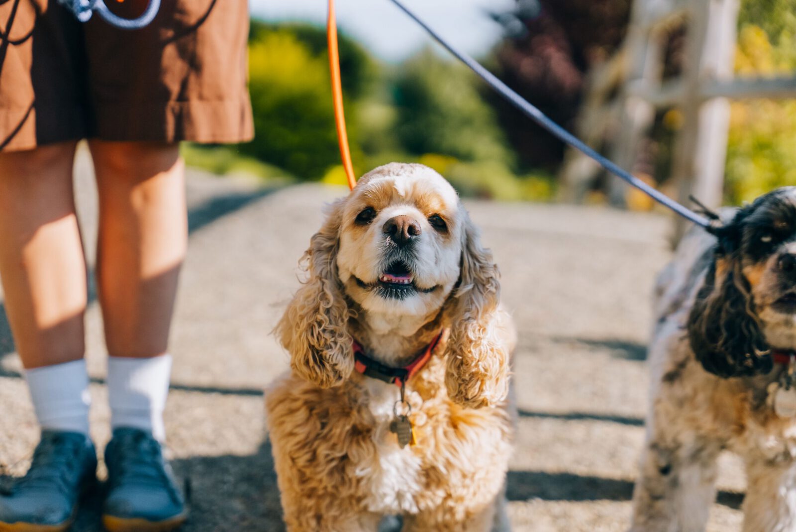 Two cocker spaniels walking on a leash with their owner in a sunny outdoor setting.