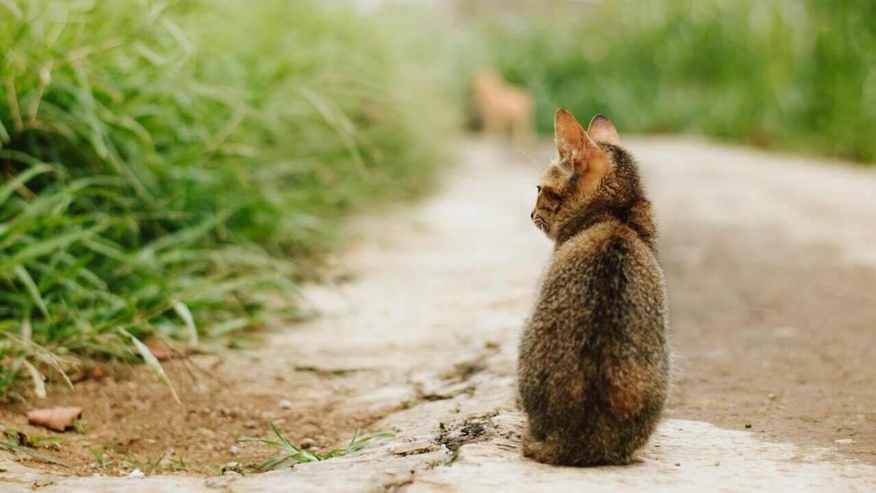 cat, stray cat, pet, animal, street cat, feral cat, domestic cat, feline, nature, mammal, fur, backview